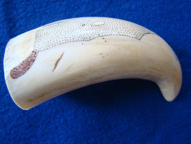A charming polycromed scrimshaw whale's tooth with pinprick depiction of a sperm whale circa 1860-1880. — image 2